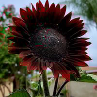 بذور دوار الشمس الأحمر الكرزي