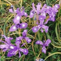 بذور سوسن البرية عنصل الصحراء