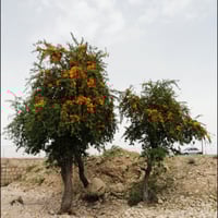 بذور شجرة الفرفارة