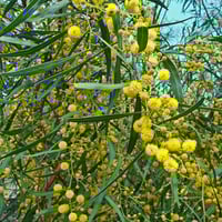 ‫جملة 500 بذرة من كاسيا ساليجنا