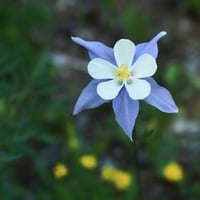 بذور زهرة السماء الزرقاء