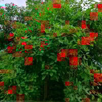 ‫بذور شجيرة ارثرينا