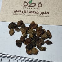 بذور بمبر بري الاسحل