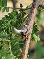 بذور قرض الحجاز