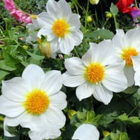 بذور زهور داليا . مكس