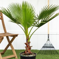 جملة بذور نخيل الزينة واشنطونيا