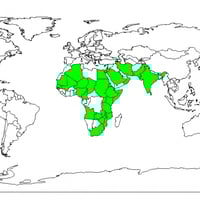 بذور شجرة الاراك