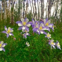 بذور زهرة السماء الزرقاء