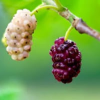 بذور شجرة توت ألبا