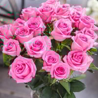 بذور ورد جوري زهري