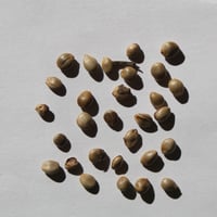 بذور فاكهة تشي