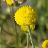 بذور القريص البري ( قرقاص )