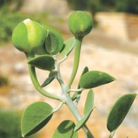 بذور شجرة اللصف الشفلح الكبار