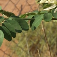 بذور مورينقا أليفيرا الهندية. مورينجا