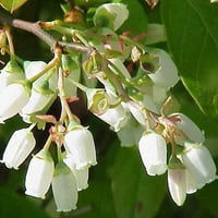 بذور توت بلو بيري التوت الازرق