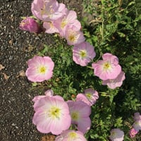 بذور زهرة الربيع المسائية الوردية