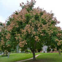 بذور شجرة المطر الذهبية كليروتاريا