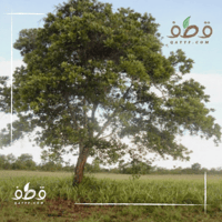 بذور شجرة‬ اكاسيا مانقيوم