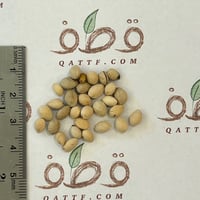 بذور شجرة ساكورا الكرز الياباني المزهر