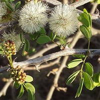 بذور طلح الضبة العسلي