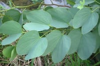 جملة 200 بذرة من شجرة بوهينيا خف ‫الجمل