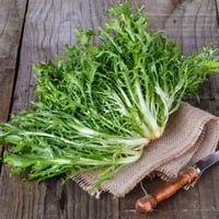 بذور الهندباء المجعدة