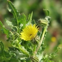 جملة 1000 بذرة من زهرة العضيد البرية أو العضيض