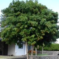 بذور شجرة هاربوليا