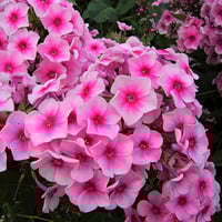 بذور زهرة قبس الحديقة . فلوكس