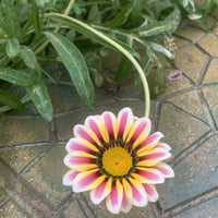 بذور زهرة جازانيا متعددة الألوان