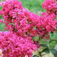 بذور شجرة تمر حنا الأحمر - وردة القهوة