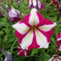 بذور بيتونيا النجمة البيضاء الحمراء