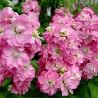 بذور زهرة عطر المساء المنثور بنفسجي