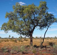 بذور شجرة استركوليا . رجل البطة