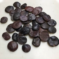 بذور ويستيريا الصينية البيضاء