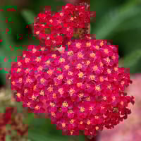 بذور زهور يارو الاحمر العطري