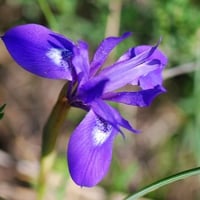 بذور سوسن البرية عنصل الصحراء