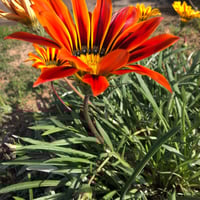 بذور زهرة جازانيا متعددة الألوان