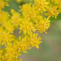 بذور عصا الذهب القضبان الذهبية