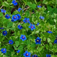 بذور عين القط البرية