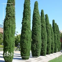 بذور شجرة السرو الافريقي