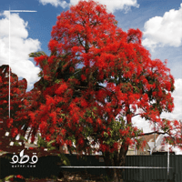 بذور استركوليا لوريدا