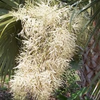 بذور نخيل سابال ذيل الطاؤوس