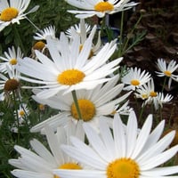 بذور زهرة مارجريت أقحوان الكناري