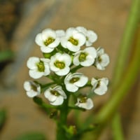 بذور زهور اليسم الابيض زهرة الملكة العطرية