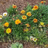 بذور زهرة جازانيا متعددة الألوان