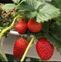 جملة 2000 بذرة من الفراولة - Fragaria - ananassa