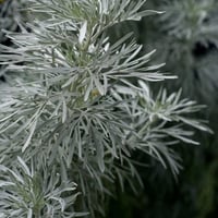 بذور الشيح العطري