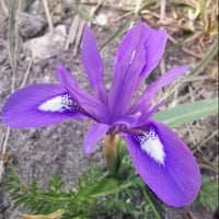 بذور سوسن البرية عنصل الصحراء