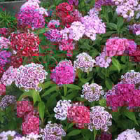 بذور زهرة ويليام سويت ملون